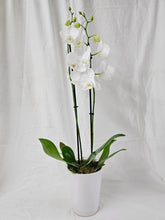 Phalaenopsis Orchid Plant